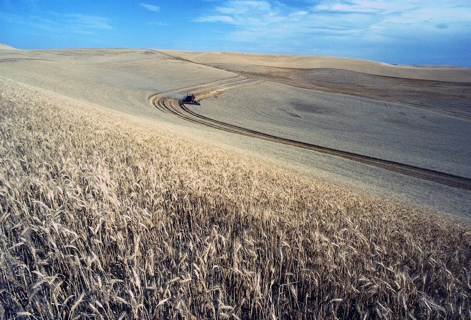 Rolling golden wheat hills at harvest, cut rows curving over the slopes.